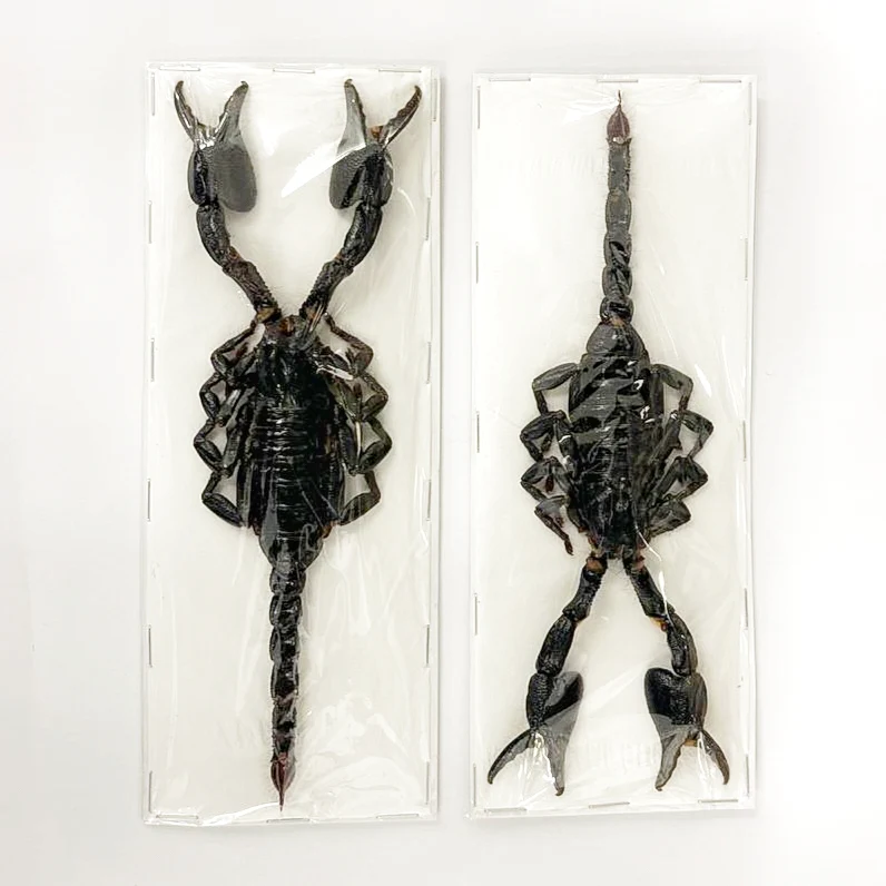 100 Javanimetrus cyaneus Giant Blue Javanese Scorpion Specimens XL | A1 Quality | Dry-Preserved (wholesale)