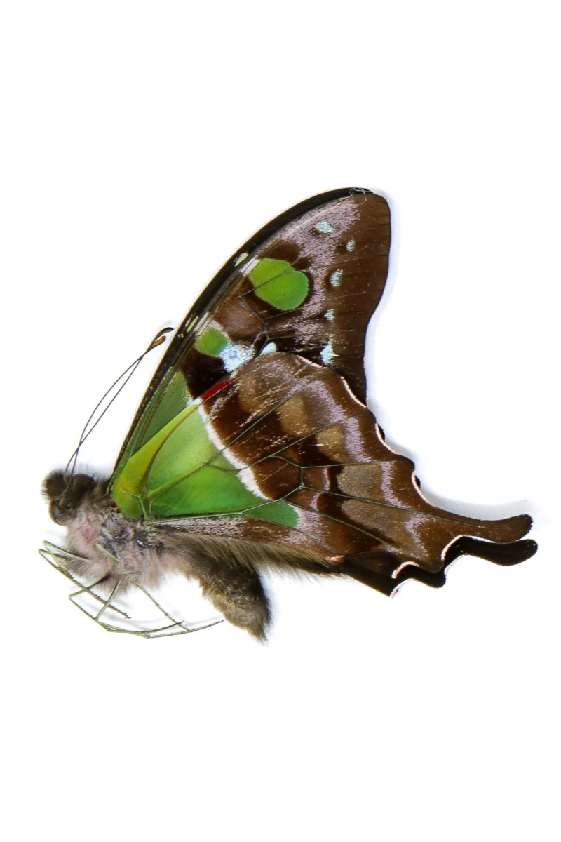 5 x Graphium weiskei | The Purple Spotted Swallowtail Butterflies | A1 Unmounted Specimens