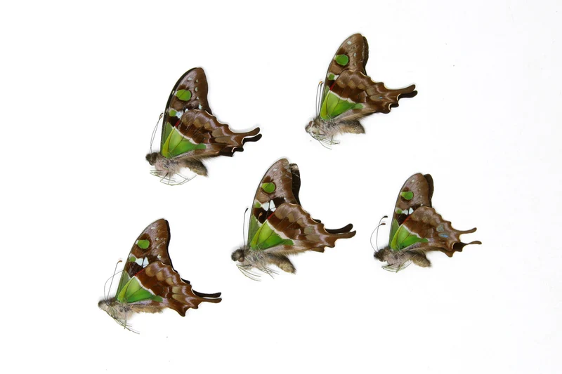 5 x Graphium weiskei | The Purple Spotted Swallowtail Butterflies | A1 Unmounted Specimens