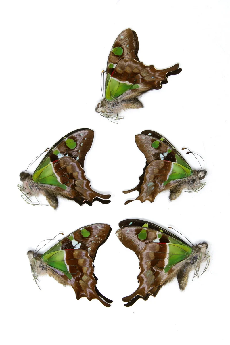 5 x Graphium weiskei | The Purple Spotted Swallowtail Butterflies | A1 Unmounted Specimens