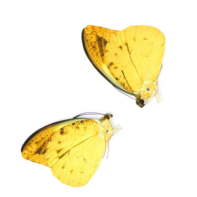 20 x Hebomoia leucippe daemonis, A1 Unmounted Specimens, Wholesale