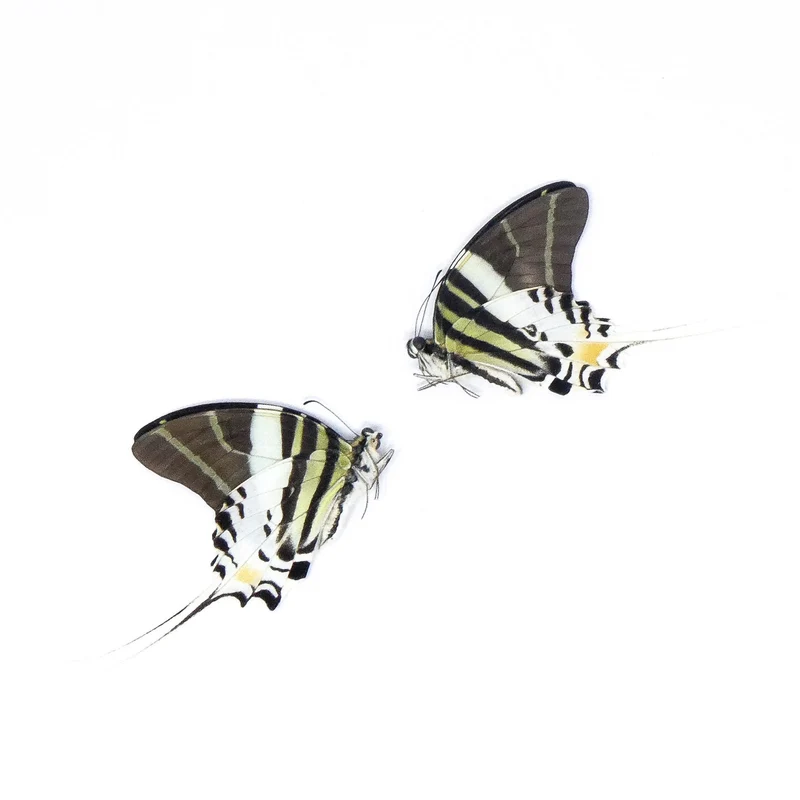 20 x Giant Swallowtail Butterflies (Graphium androcles) A1 Unmounted Specimens, Wholesale