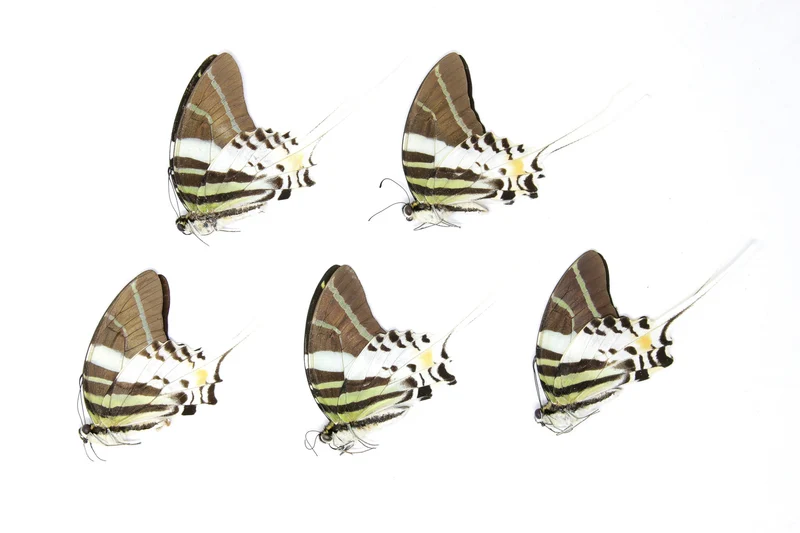 5 Graphium androcles Giant Swallowtail Butterflies | A1 Specimens