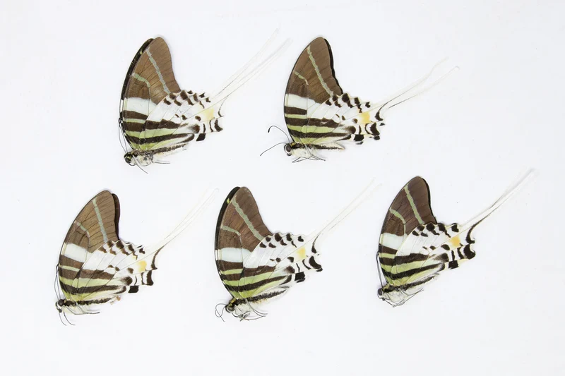 5 Graphium androcles Giant Swallowtail Butterflies | A1 Specimens