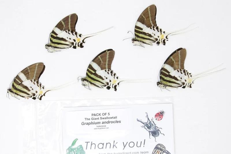 5 Graphium androcles Giant Swallowtail Butterflies | A1 Specimens