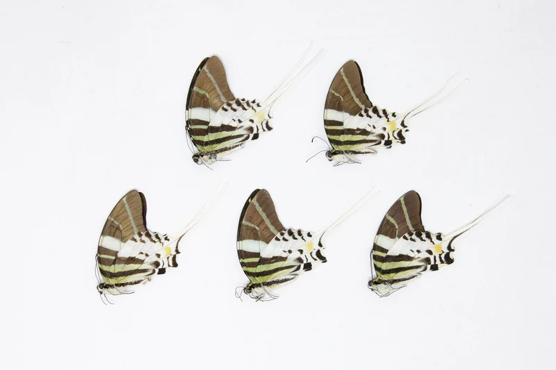 5 Graphium androcles Giant Swallowtail Butterflies | A1 Specimens