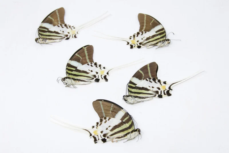 5 Graphium androcles Giant Swallowtail Butterflies | A1 Specimens