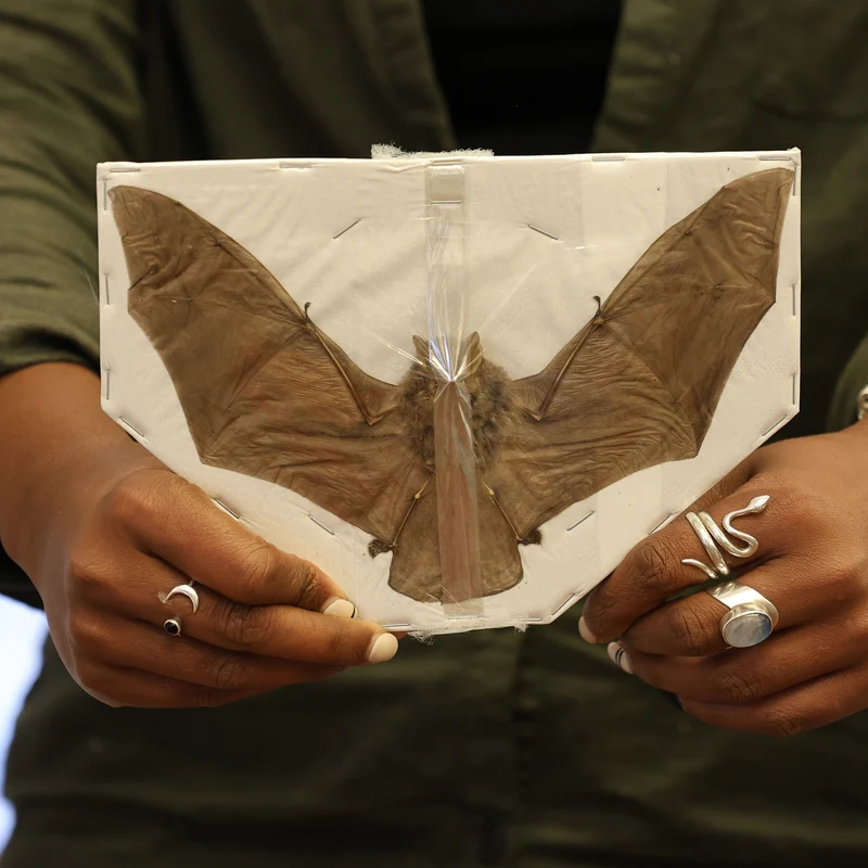 10 Spread-Winged Assorted Tropical Bats | Indonesian Non-CITES Wholesale