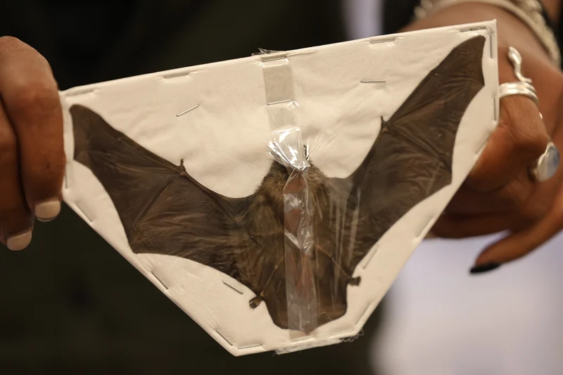 10 Spread-Winged Assorted Tropical Bats | Indonesian Non-CITES Wholesale