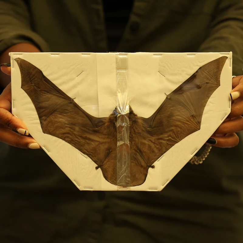 Tropical Bats SPREAD-WINGED Assorted Common Species 'MEDIUM SIZES' (Non-CITES)