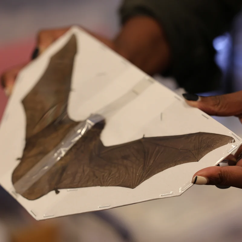 10 Spread-Winged Assorted Tropical Bats | Indonesian Non-CITES Wholesale