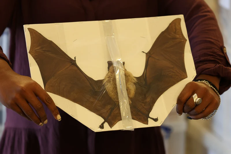 10 Spread-Winged Assorted Tropical Bats | Indonesian Non-CITES Wholesale