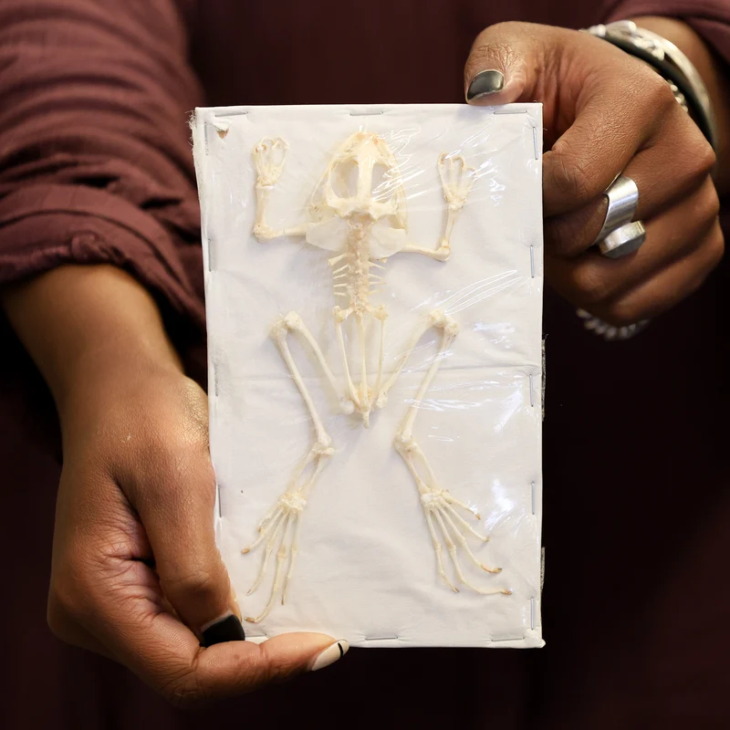 Rice Field Frog (Fejervarya limnocharis) Skeleton Specimen A1