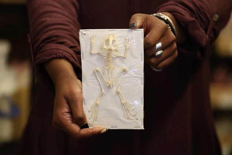 Rice Field Frog (Fejervarya limnocharis) Skeleton Specimen A1