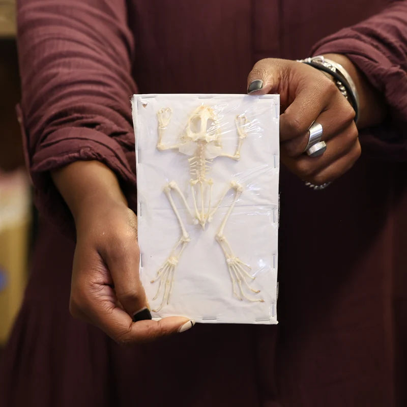 Rice Field Frog (Fejervarya limnocharis) Skeleton Specimen A1