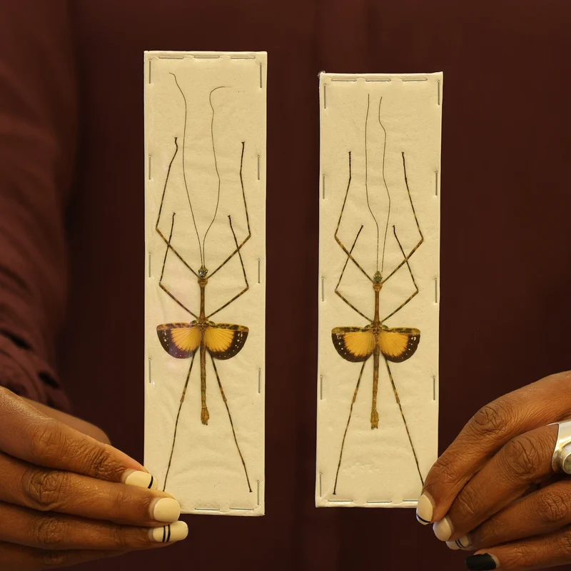 TWO (2) Javanese Lichen Stick Insects (Pseudodicantha macklotti) A1 Spread Specimens