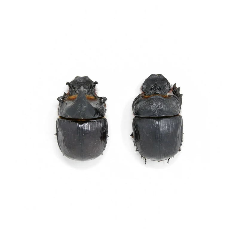 TWO (2) Elephant Dung Beetles (Heliocopris dominus) A1 Entomology Specimens