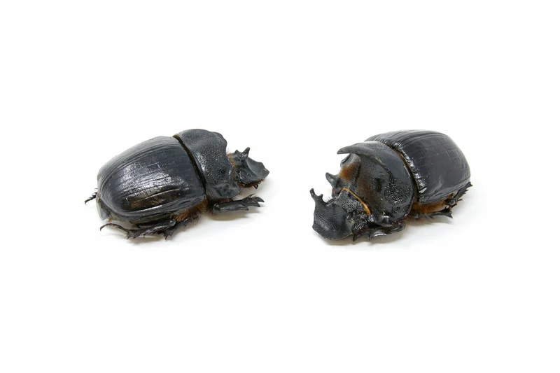TWO (2) Elephant Dung Beetles (Heliocopris dominus) A1 Entomology Specimens