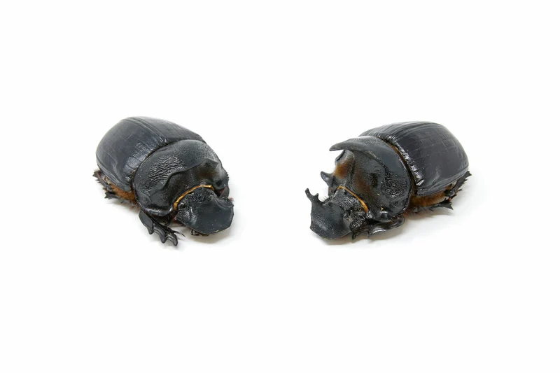 TWO (2) Elephant Dung Beetles (Heliocopris dominus) A1 Entomology Specimens