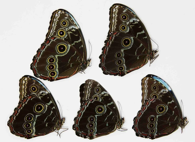 Lot of 10 Morpho deidamia, A1 Dry-Preserved Unmounted Butterflies, Wholesale
