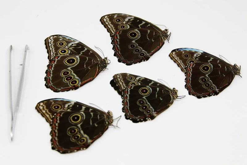 Lot of 10 Morpho deidamia, A1 Dry-Preserved Unmounted Butterflies, Wholesale