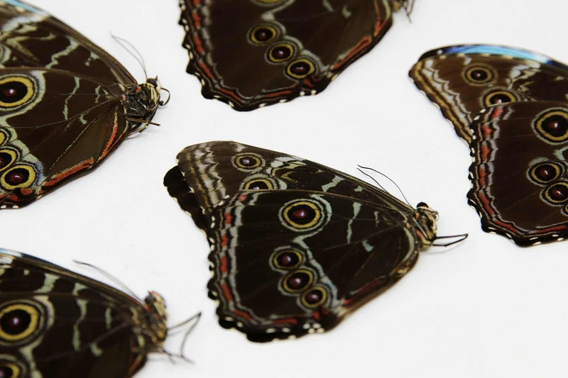 Lot of 10 Morpho deidamia, A1 Dry-Preserved Unmounted Butterflies, Wholesale