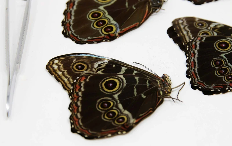Lot of 10 Morpho deidamia, A1 Dry-Preserved Unmounted Butterflies, Wholesale