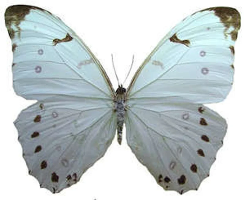 Morpho luna | White Morpho Butterflies | A1 Dry-Preserved Unmounted Specimens