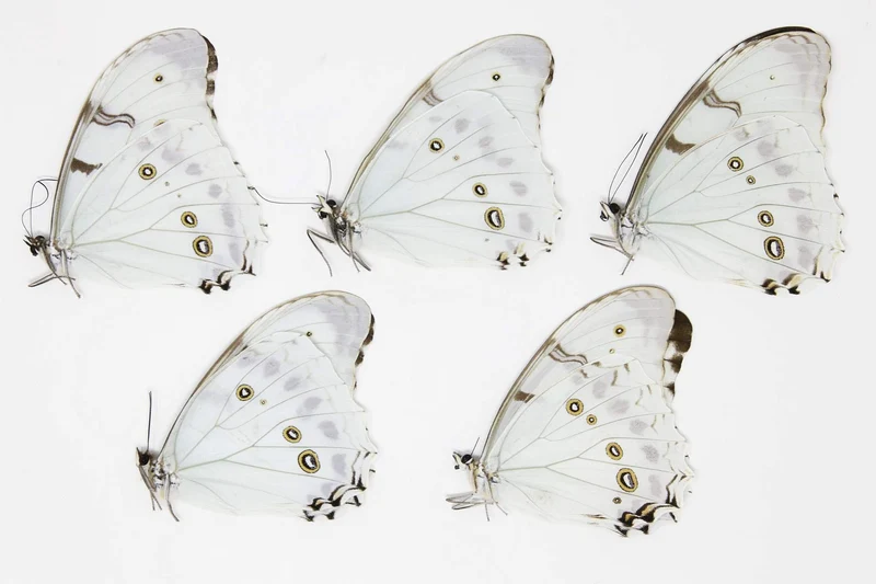 Morpho luna | White Morpho Butterflies | A1 Dry-Preserved Unmounted Specimens