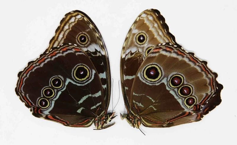 TWO (2) Morpho achilles, A1 Dry-Preserved Unmounted Butterflies