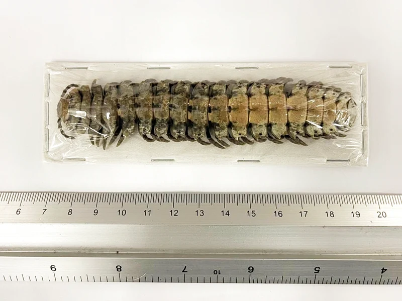 10 x Giant Shield Millipedes (Barydesmus propinquus) 10cm A1 Entomology Specimens, Wholesale
