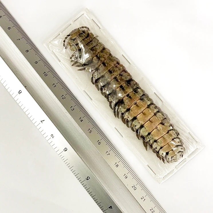 10 x Giant Shield Millipedes (Barydesmus propinquus) 10cm A1 Entomology Specimens, Wholesale