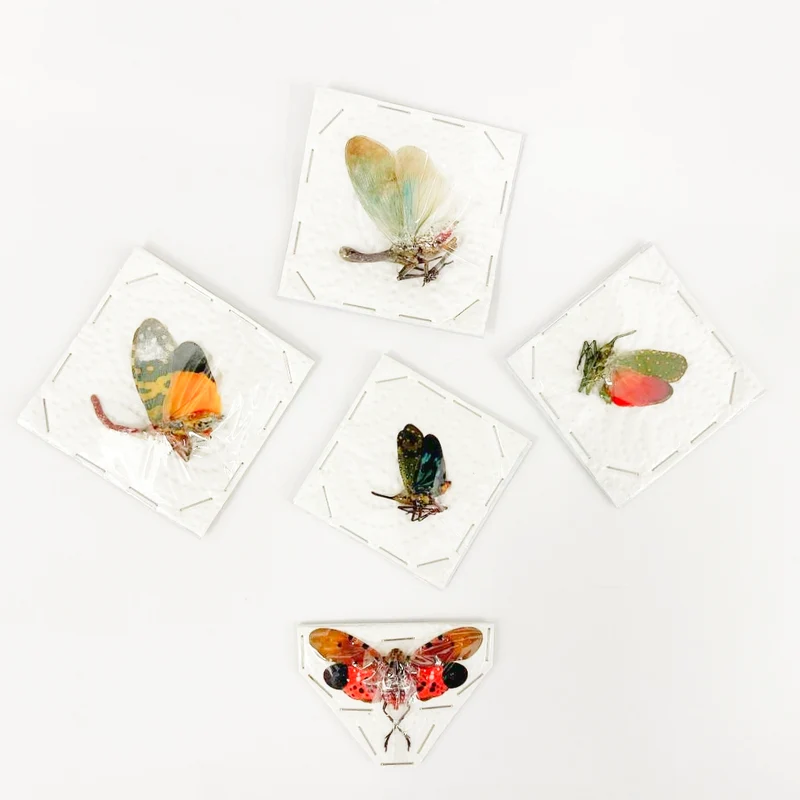 Collection of 5 Assorted Lantern Bugs - A1 Spread Specimens from Thailand