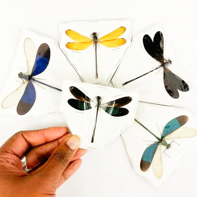 5 x Various Assorted Damselflies, A1 Spread Entomology Specimens
