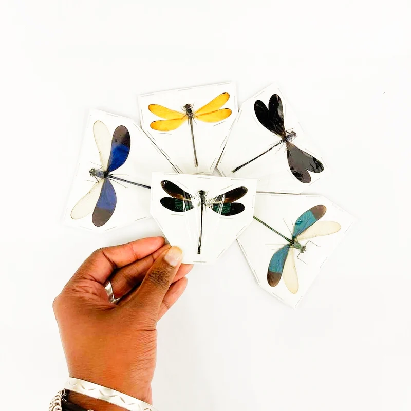 5 x Various Assorted Damselflies, A1 Spread Entomology Specimens