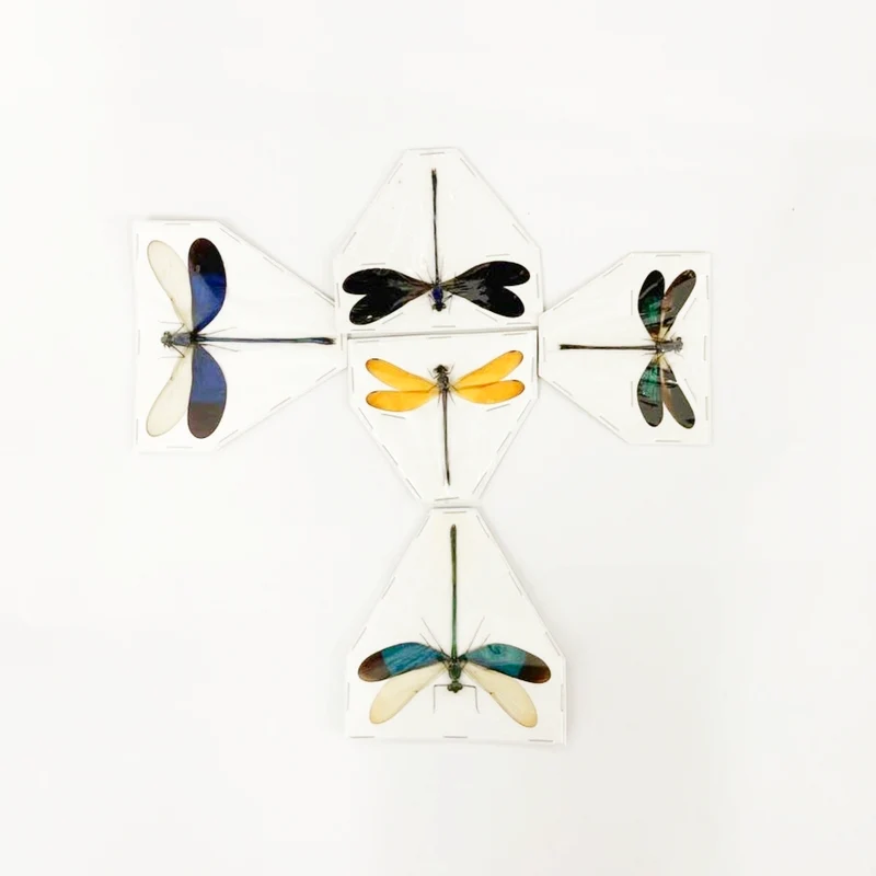 5 x Various Assorted Damselflies, A1 Spread Entomology Specimens