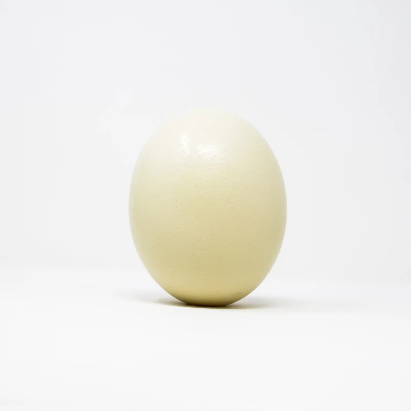 WHOLESALE 10 Genuine South African Ostrich Eggs XL, Blown - Empty - Top Grade