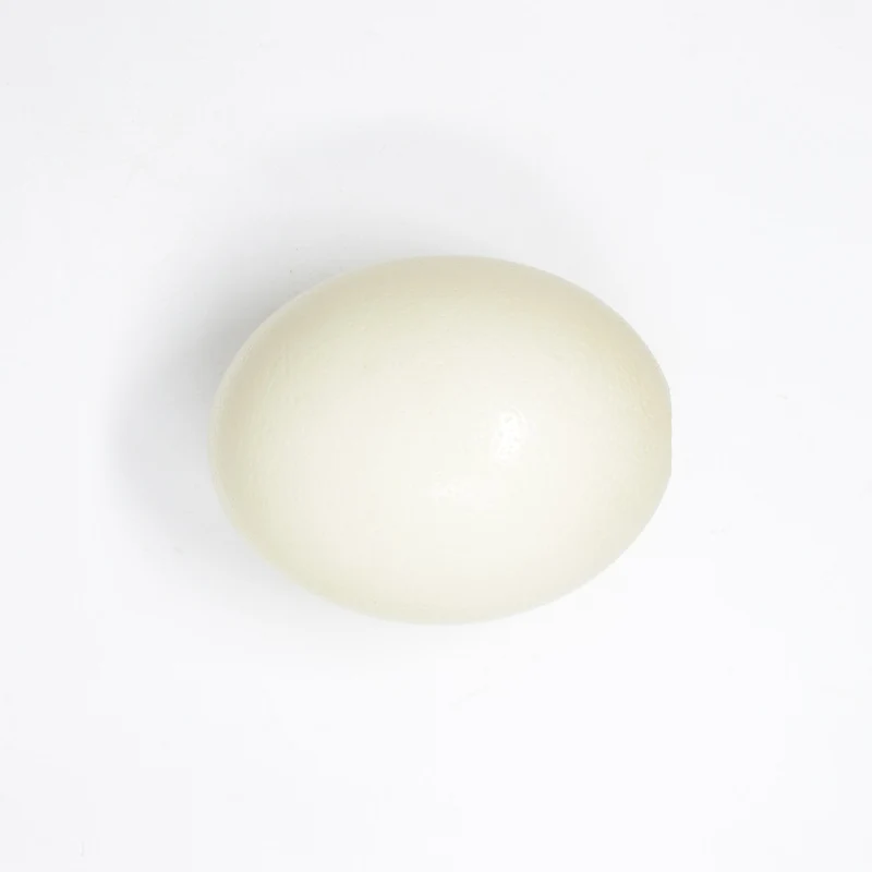 WHOLESALE 10 Genuine South African Ostrich Eggs XL, Blown - Empty - Top Grade