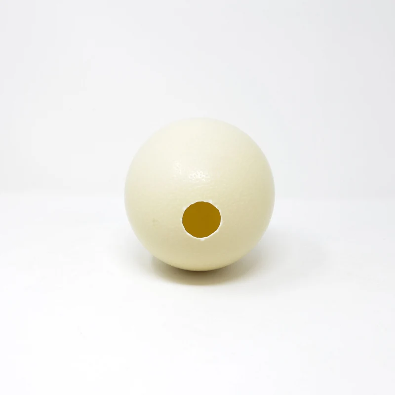 WHOLESALE 10 Genuine South African Ostrich Eggs XL, Blown - Empty - Top Grade