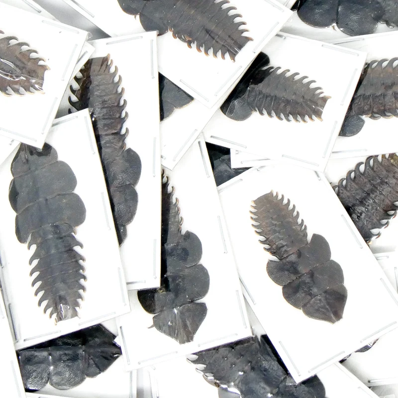 Lot of 10 Trilobite Beetles (Platerodrilus paradoxus) A1 Specimens (Wholesale)