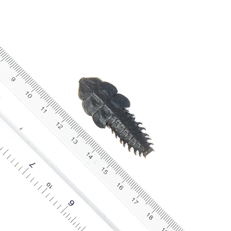 Lot of 10 Trilobite Beetles (Platerodrilus paradoxus) A1 Specimens (Wholesale)