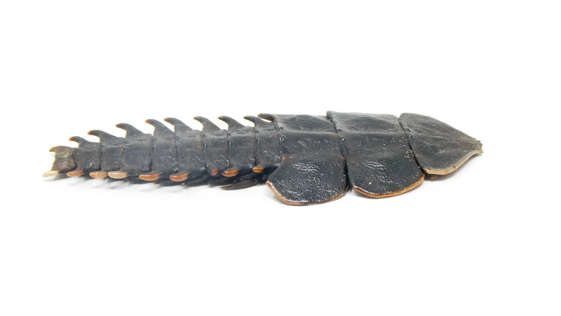 Lot of 10 Trilobite Beetles (Platerodrilus paradoxus) A1 Specimens (Wholesale)