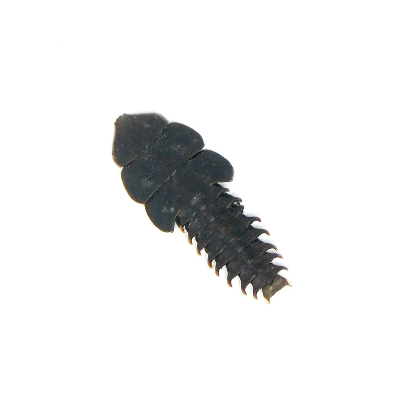 Lot of 10 Trilobite Beetles (Platerodrilus paradoxus) A1 Specimens (Wholesale)