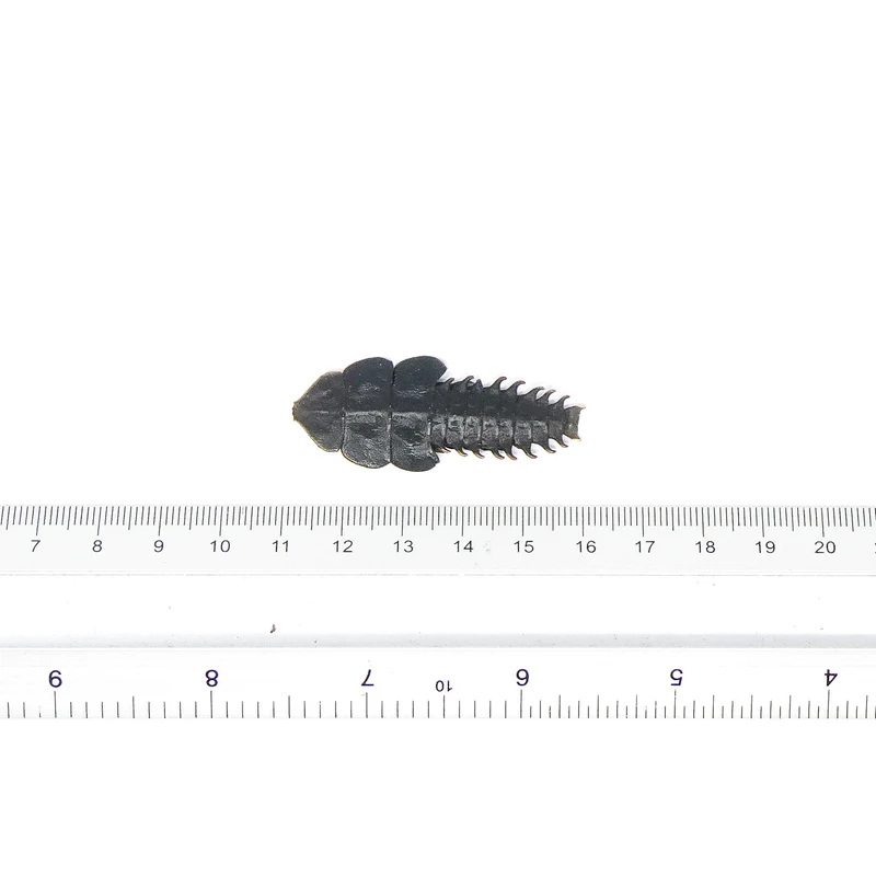 Lot of 10 Trilobite Beetles (Platerodrilus paradoxus) A1 Specimens (Wholesale)