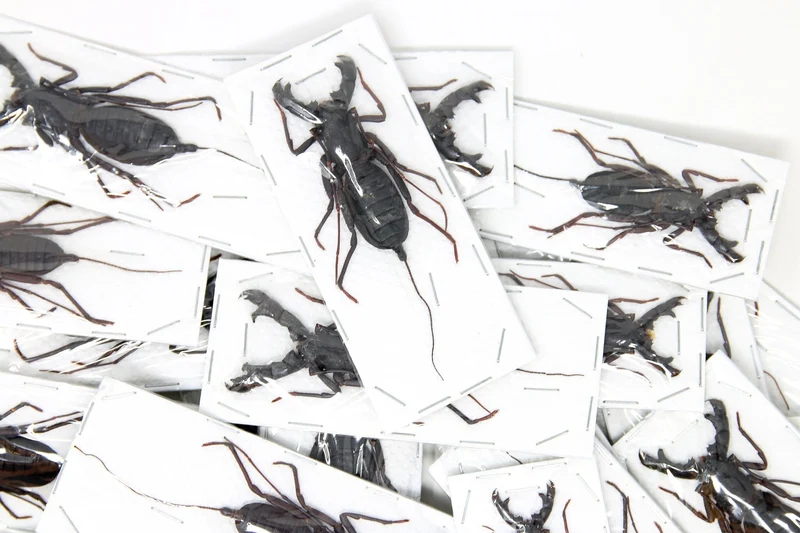 Lot of 10 WHIP SCORPIONS Vinegaroons (Hypoctonus rangunensis) A1 Entomology Taxidermy Specimens