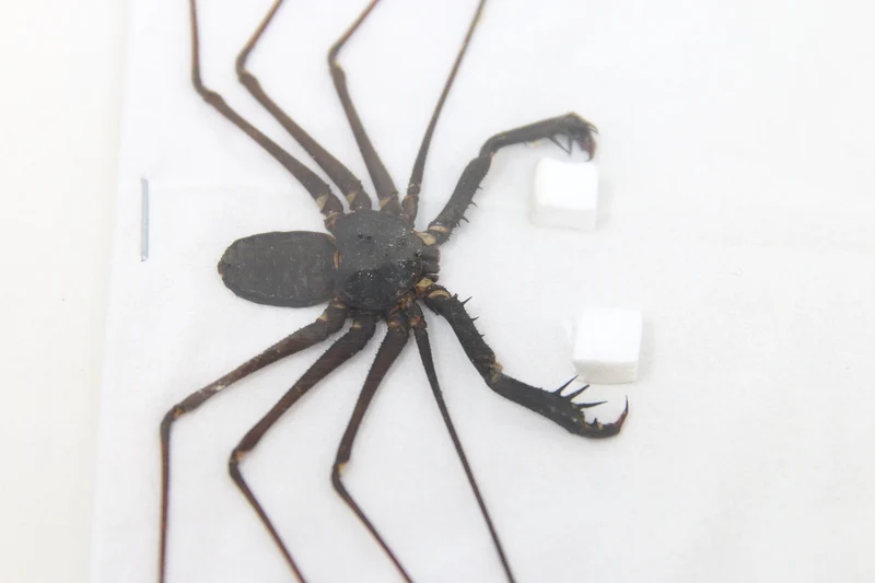 Lot of 10 Giant Tailess Whip Scorpions (Stygophrynus dammermani) A1 Unmounted Entomology Taxidermy Specimens