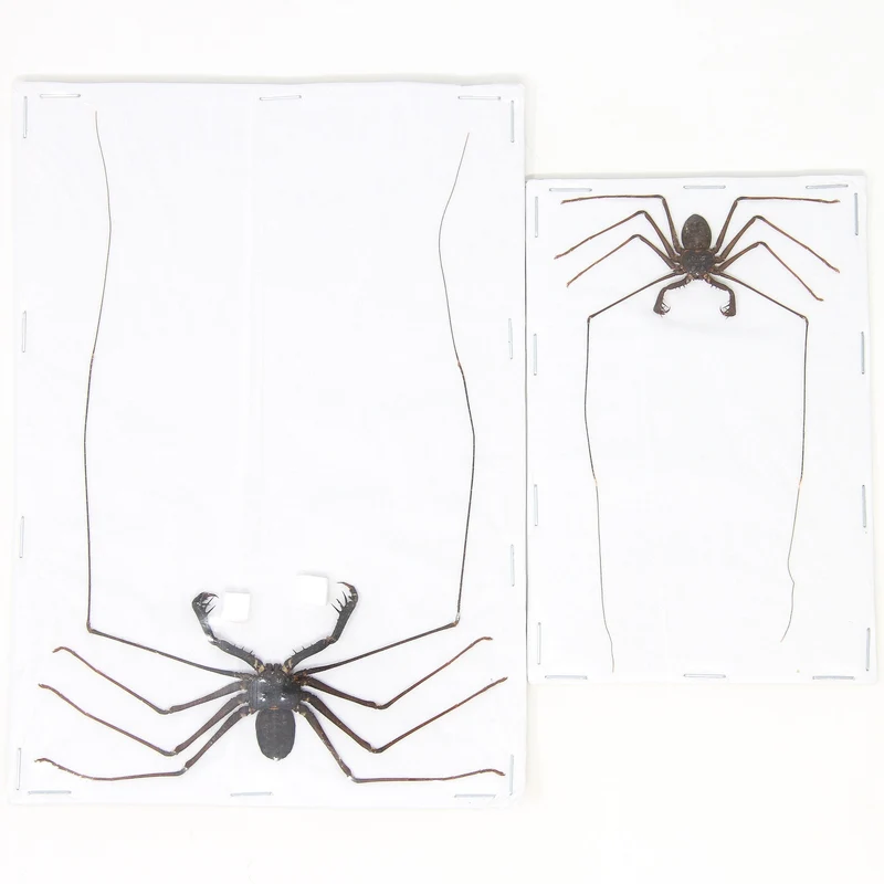 Lot of 10 Giant Tailess Whip Scorpions (Stygophrynus dammermani) A1 Unmounted Entomology Taxidermy Specimens