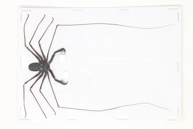 Lot of 10 Giant Tailess Whip Scorpions (Stygophrynus dammermani) A1 Unmounted Entomology Taxidermy Specimens