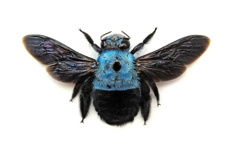500 Assorted Unmounted Beetles & Insects | Wholesale Specimen Lot