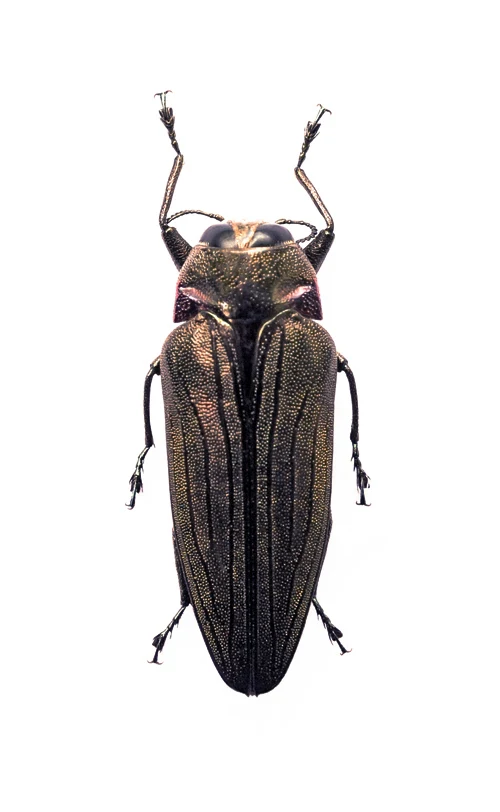 500 Assorted Unmounted Beetles & Insects | Wholesale Specimen Lot